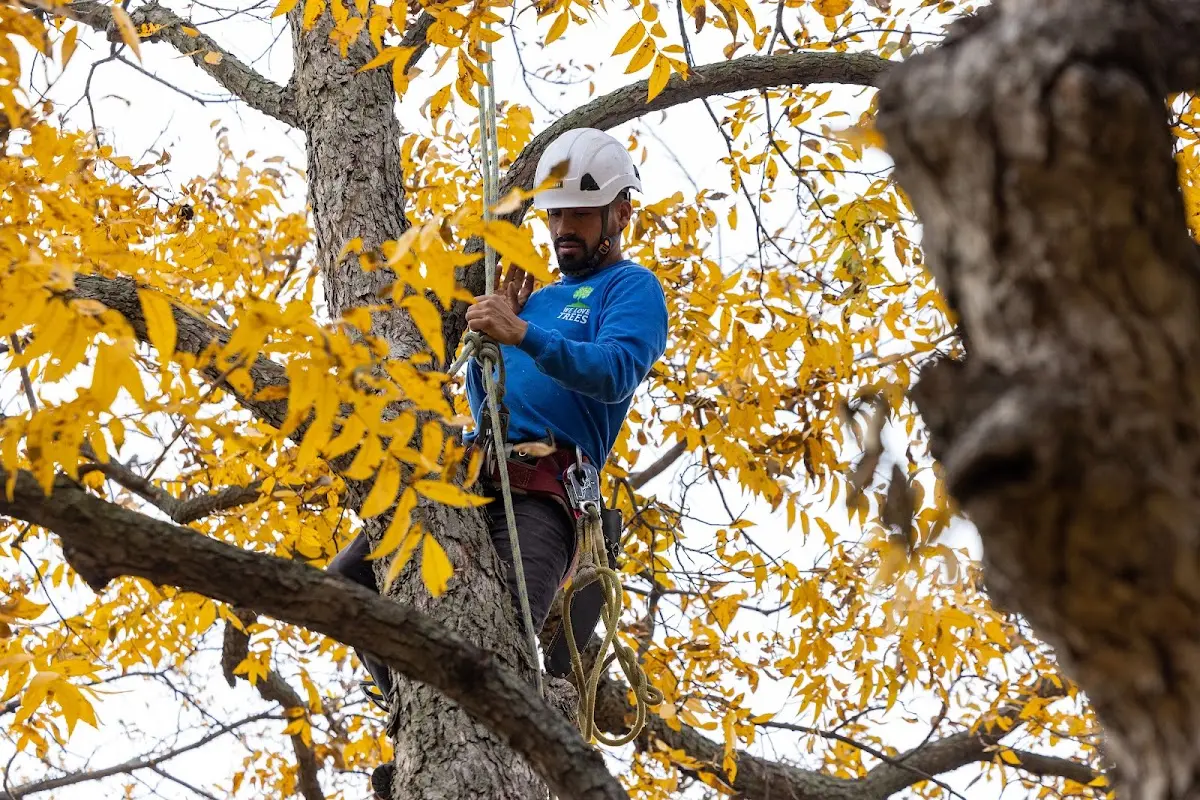 Skilled Tree Transplanting crew working in Minster